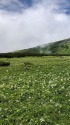 北ノ俣岳お花畑