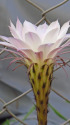 サボテンの花