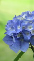 紫陽花