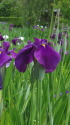 咲き始めた花菖蒲