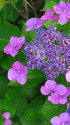 紫陽花