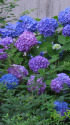 紫陽花