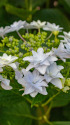 紫陽花