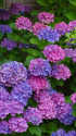 紫陽花