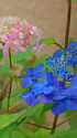 紫陽花