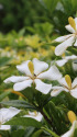 くちなしの花