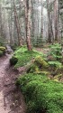 原生林にて