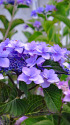 紫陽花