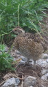 奥大日岳のチビ雷鳥4