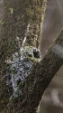 エナガの子育て8 巣完成