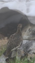奥大日岳のママ雷鳥5