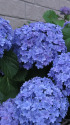 紫陽花