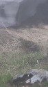 奥大日岳のチビ雷鳥7