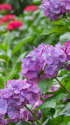 紫陽花