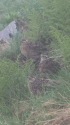 奥大日岳のチビ雷鳥8