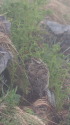 奥大日岳のチビ雷鳥9