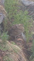 奥大日岳のチビ雷鳥10