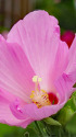 芙蓉