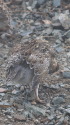 奥大日岳のチビ雷鳥12