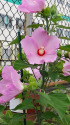 芙蓉