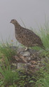 奥大日岳のママ雷鳥7