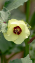 オクラの花