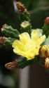 サボテンの花