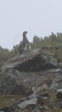 仙丈ヶ岳の雄雷鳥