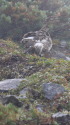 仙丈ヶ岳の雌雷鳥