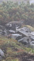 仙丈ヶ岳の雄雷鳥2