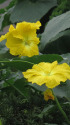 ヘチマの花