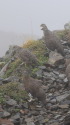 仙丈ヶ岳の雷鳥達