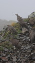 仙丈ヶ岳の雄雷鳥達2