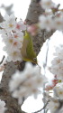 ウメジロー