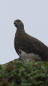 仙丈ヶ岳の雄雷鳥4