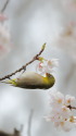 ウメジロー
