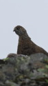 仙丈ヶ岳の雄雷鳥5