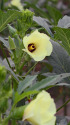 オクラの花