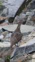 爺ヶ岳の雄雷鳥