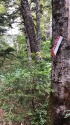 さくらの道