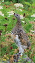 室堂の雌雷鳥2