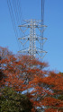 中富線54号（小金井公園）