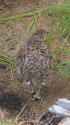 中大日岳のチビ雷鳥5