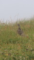 中大日岳のママ雷鳥2
