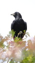 カラス君