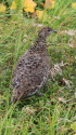 中大日岳のママ雷鳥4