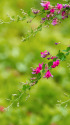萩の花
