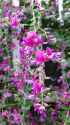 萩の花