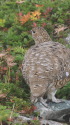 劔御前の雌雷鳥2