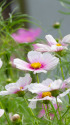 秋桜